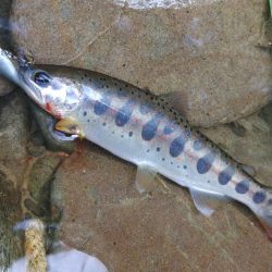 渓流でアマゴ狙い ～長良川水系～